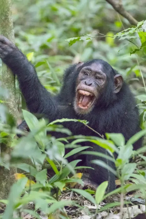 Framed Print : Africa, Uganda, Kibale Forest National Park. Chimpanzee (Pan troglodytes) in forest Framed Print : Africa, Uganda, Kibale Forest National Park. Chimpanzee (Pan troglodytes) in forest