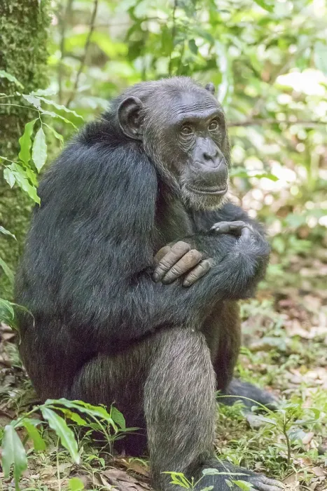 Framed Print : Africa, Uganda, Kibale Forest National Park. Chimpanzee in forest Framed Print : Africa, Uganda, Kibale Forest National Park. Chimpanzee in forest