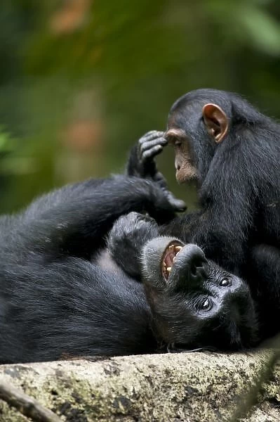 Africa, Uganda, Kibale Forest Reserve, Juvenile Chimpanzee (Pan troglodytes) playing
