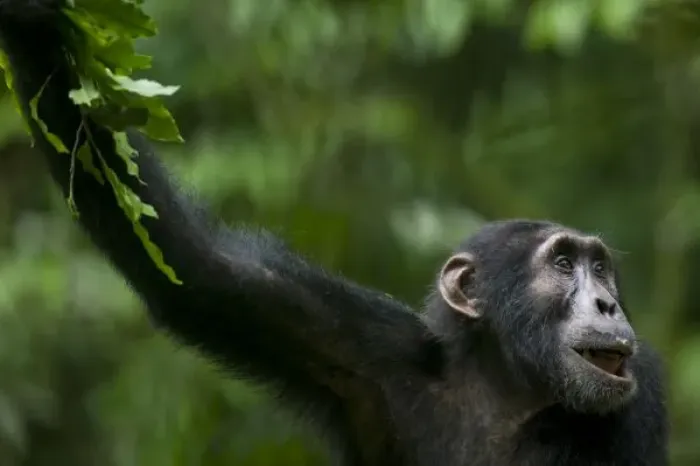 Framed Print : Africa, Uganda, Kibale Forest Reserve, Portrait of adult Chimpanzee (Pan troglodytes) Framed Print : Africa, Uganda, Kibale Forest Reserve, Portrait of adult Chimpanzee (Pan troglodytes)