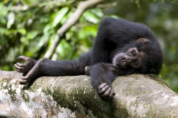 Africa, Uganda, Kibale Forest Reserve, Young Chimpanzee (Pan troglodytes) resting