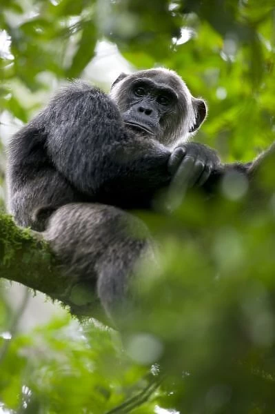 Africa, Uganda, Kibale Forest Reserve, Portrait of adult Chimpanzee (Pan troglodytes)