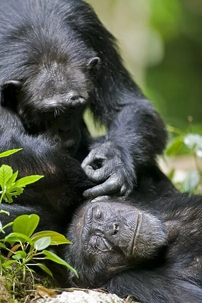 Africa, Uganda, Kibale Forest Reserve, Chimpanzee (Pan troglodytes) grooming another