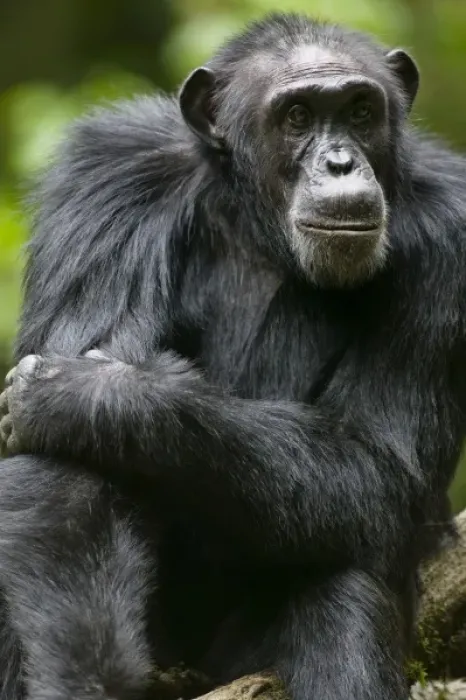 Framed Print : Africa, Uganda, Kibale Forest Reserve, Portrait of adult Chimpanzee (Pan troglodytes) Framed Print : Africa, Uganda, Kibale Forest Reserve, Portrait of adult Chimpanzee (Pan troglodytes)