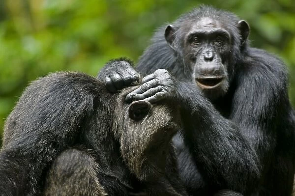 Africa, Uganda, Kibale Forest Reserve, Chimpanzee grooming another while resting