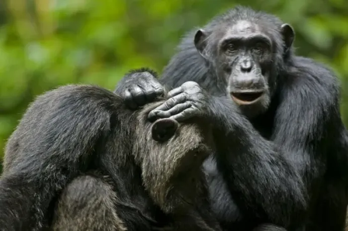 Framed Print : Africa, Uganda, Kibale Forest Reserve, Chimpanzee grooming another while resting