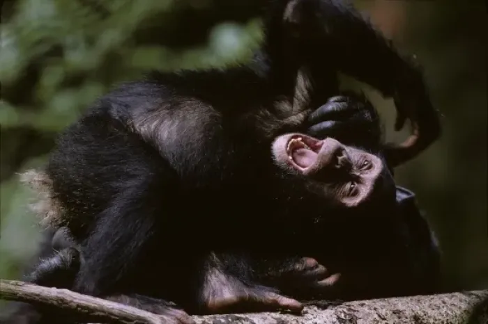 Framed Print : Africa, Uganda, Kibale Forest Reserve, Juvenile Chimpanzee (Pan troglodytes) playing