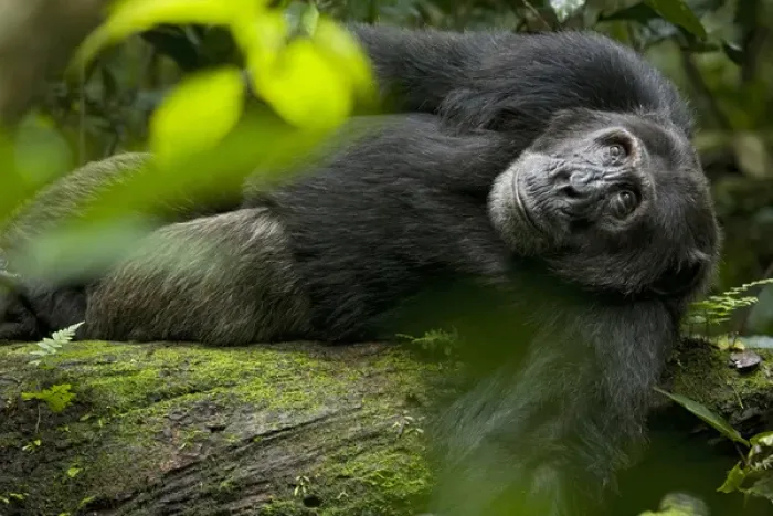 Framed Print : Africa, Uganda, Kibale National Park, Ngogo Chimpanzee Project