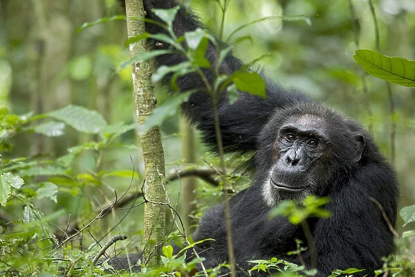 Africa, Uganda, Kibale National Park, Ngogo Chimpanzee Project. A wild male chimpanzee stares
