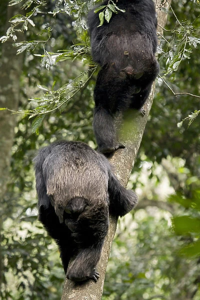Africa, Uganda, Kibale National Park, Ngogo Chimpanzee Project. Natural climbers