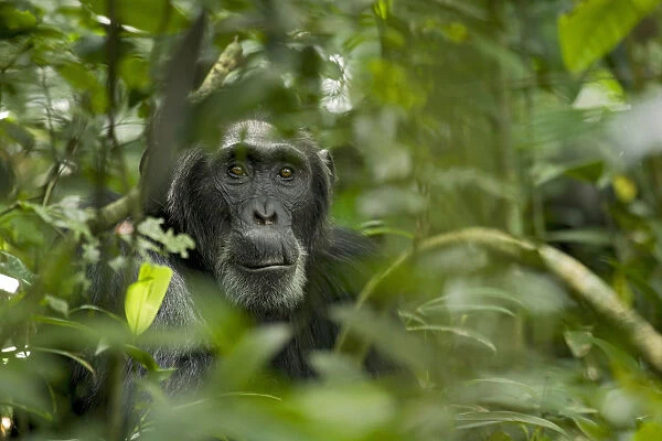 Africa, Uganda, Kibale National Park, Ngogo Chimpanzee Project. A male chimpanzee listens