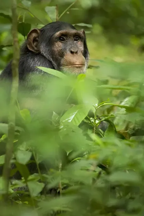 Framed Print : Africa, Uganda, Kibale National Park, Ngogo Chimpanzee Project Framed Print : Africa, Uganda, Kibale National Park, Ngogo Chimpanzee Project