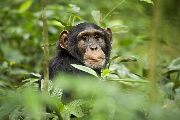 Africa, Uganda, Kibale National Park, Ngogo Chimpanzee Project. A curious, young adult chimpanzee