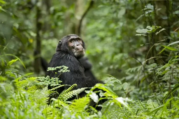 Framed Print : Africa, Uganda, Kibale National Park, Ngogo Chimpanzee Project Framed Print : Africa, Uganda, Kibale National Park, Ngogo Chimpanzee Project