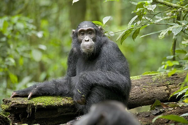 Africa, Uganda, Kibale National Park, Ngogo Chimpanzee Project. A young chimpanzee is alert