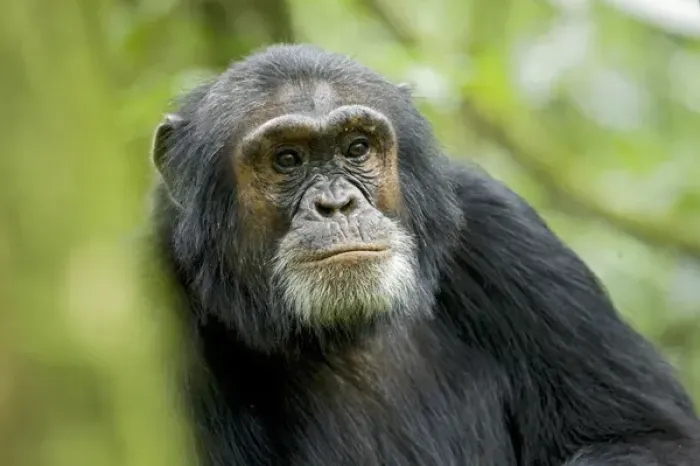 Framed Print : Africa, Uganda, Kibale National Park, Ngogo. A male chimpanzee listens alert Framed Print : Africa, Uganda, Kibale National Park, Ngogo. A male chimpanzee listens alert