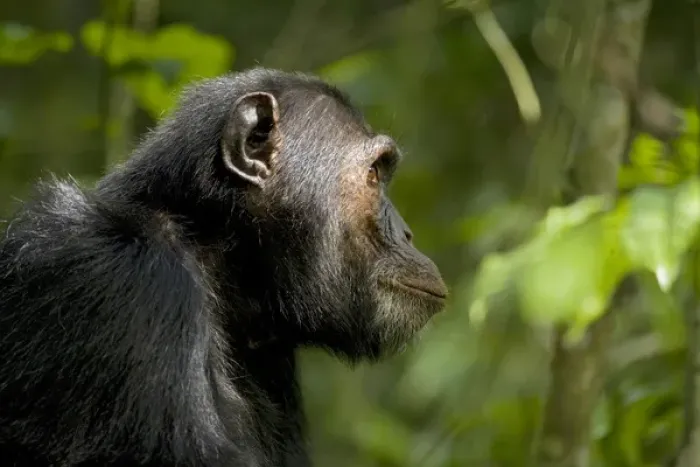 Framed Print : Africa, Uganda, Kibale National Park, Ngogo Chimpanzee Project Framed Print : Africa, Uganda, Kibale National Park, Ngogo Chimpanzee Project