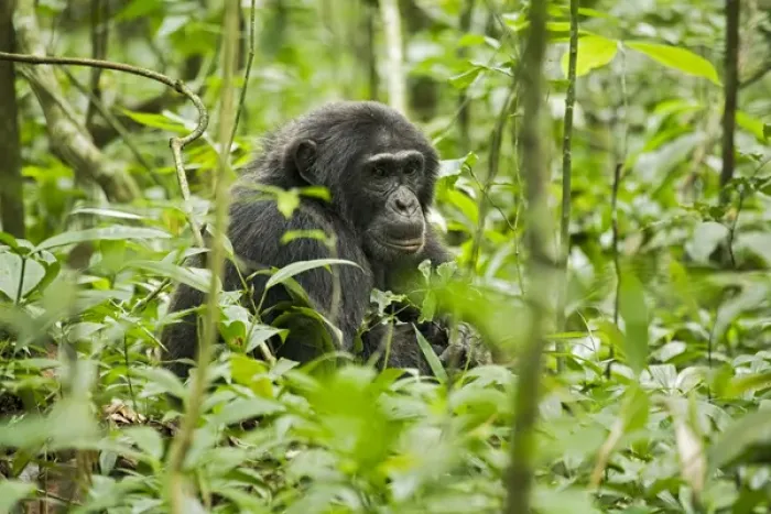 Framed Print : Africa, Uganda, Kibale National Park, Ngogo Chimpanzee Project Framed Print : Africa, Uganda, Kibale National Park, Ngogo Chimpanzee Project