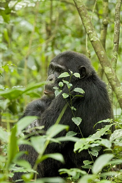 Africa, Uganda, Kibale National Park, Ngogo Chimpanzee Project. A male chimpanzee sits listening