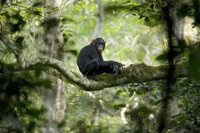 Framed Print : Africa, Uganda, Kibale National Park, Ngogo Chimpanzee Project Framed Print : Africa, Uganda, Kibale National Park, Ngogo Chimpanzee Project