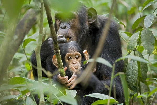 Africa, Uganda, Kibale National Park, Ngogo Chimpanzee Project. While his mom eats