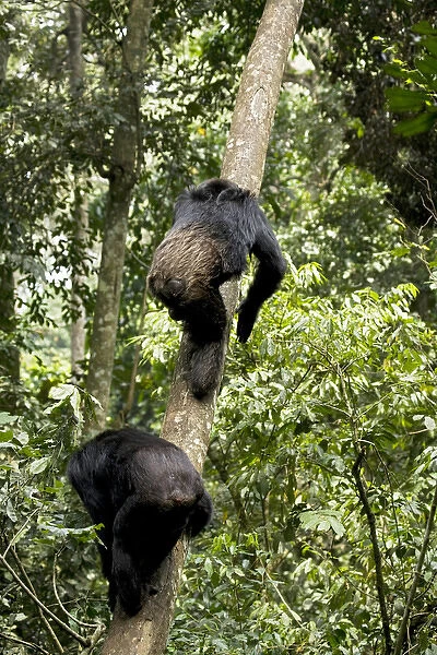 Africa, Uganda, Kibale National Park, Ngogo Chimpanzee Project. Natural climbers