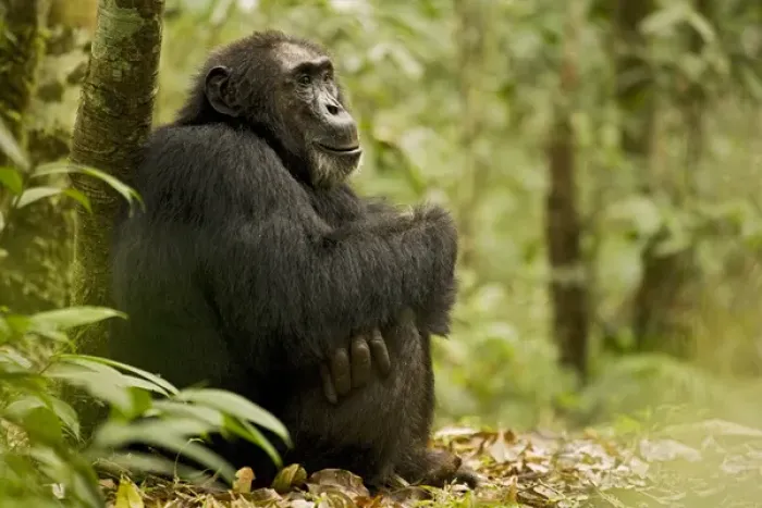 Framed Print : Africa, Uganda, Kibale National Park, Ngogo Chimpanzee Project