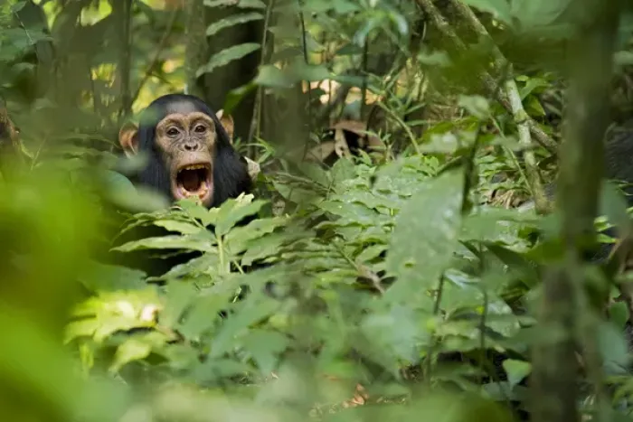 Framed Print : Africa, Uganda, Kibale National Park, Ngogo Chimpanzee Project Framed Print : Africa, Uganda, Kibale National Park, Ngogo Chimpanzee Project