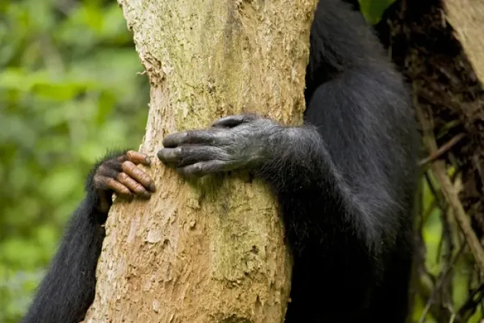 Framed Print : Africa, Uganda, Kibale National Park, Ngogo Chimpanzee Project Framed Print : Africa, Uganda, Kibale National Park, Ngogo Chimpanzee Project