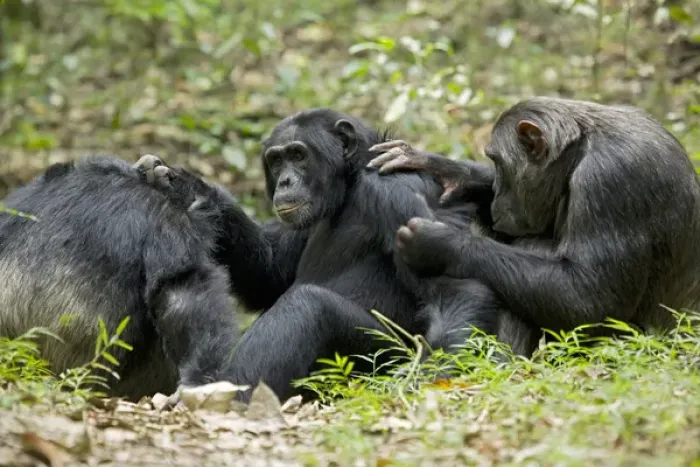 Framed Print : Africa, Uganda, Kibale National Park, Ngogo Chimpanzee Project