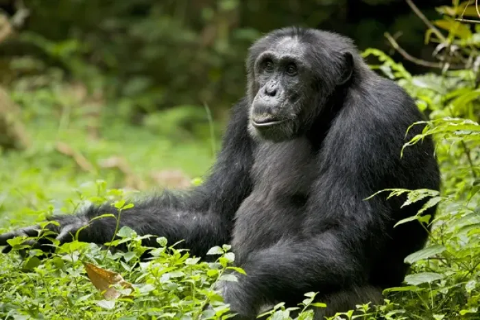 Framed Print : Africa, Uganda, Kibale National Park, Ngogo Chimpanzee Project