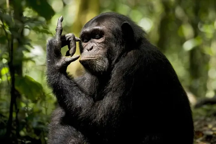 Framed Print : Africa, Uganda, Kibale National Park, Ngogo Chimpanzee Project Framed Print : Africa, Uganda, Kibale National Park, Ngogo Chimpanzee Project