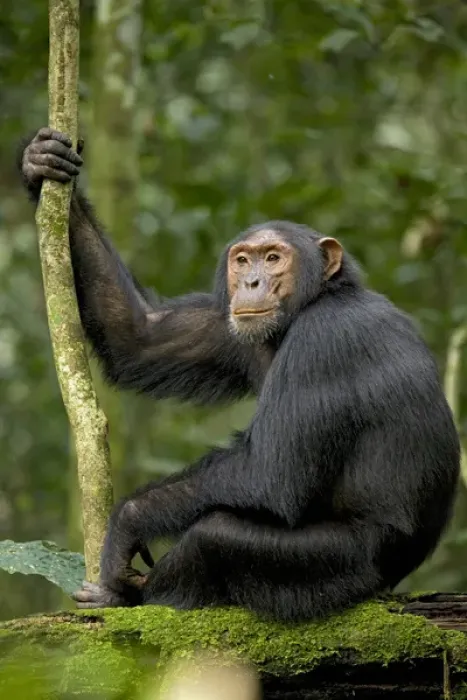 Framed Print : Africa, Uganda, Kibale National Park, Ngogo Chimpanzee Project. A young adult chimpanzee listens Framed Print : Africa, Uganda, Kibale National Park, Ngogo Chimpanzee Project. A young adult chimpanzee listens