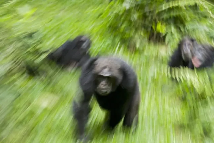 Framed Print : Africa, Uganda, Kibale National Park, Ngogo Chimpanzee Project Framed Print : Africa, Uganda, Kibale National Park, Ngogo Chimpanzee Project