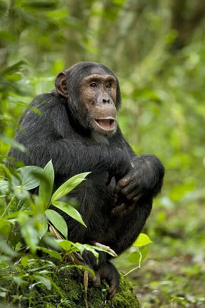 Africa, Uganda, Kibale National Park, Ngogo Chimpanzee Project. Observing his surroundings