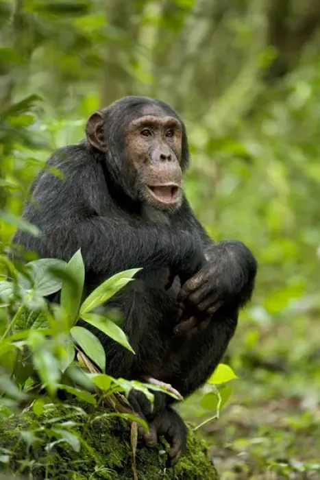 Framed Print : Africa, Uganda, Kibale National Park, Ngogo Chimpanzee Project. Observing his surroundings