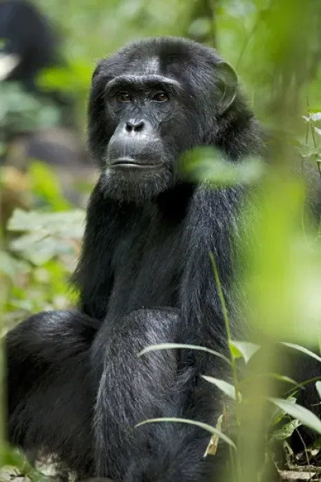 Framed Print : Africa, Uganda, Kibale National Park, Ngogo Chimpanzee Project