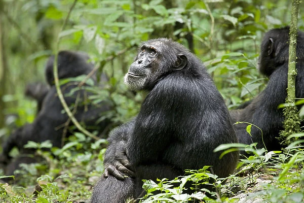 Africa, Uganda, Kibale National Park, Ngogo Chimpanzee Project. Sitting with his companions
