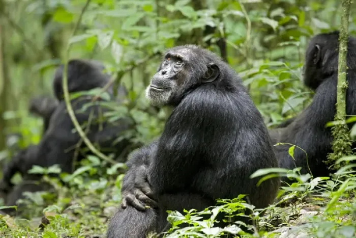 Framed Print : Africa, Uganda, Kibale National Park, Ngogo Chimpanzee Project. Sitting with his companions Framed Print : Africa, Uganda, Kibale National Park, Ngogo Chimpanzee Project. Sitting with his companions