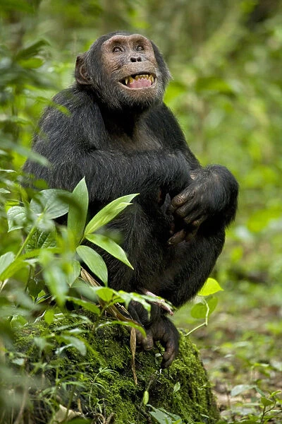 Africa, Uganda, Kibale National Park, Ngogo Chimpanzee Project. Observing his surroundings
