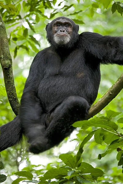 Africa, Uganda, Kibale National Park, Ngogo Chimpanzee Project. A male chimpanzee sits on a vine