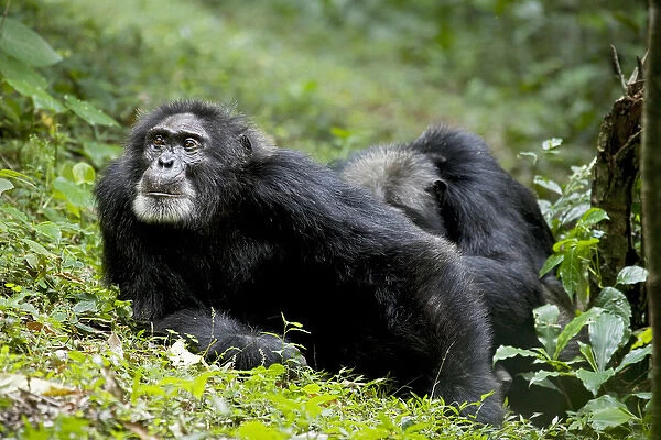 Africa, Uganda, Kibale National Park. Ngogo Chimpanzee Project