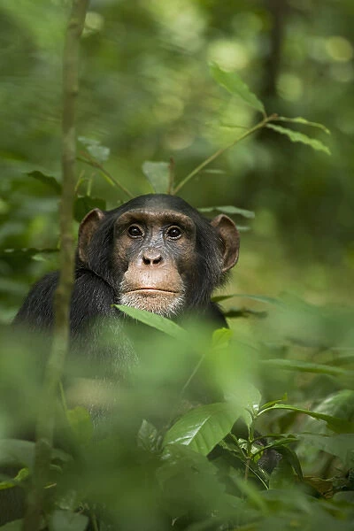 Africa, Uganda, Kibale National Park, Ngogo Chimpanzee Project. Young adult male chimpanzee