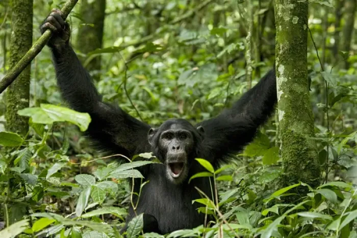 Framed Print : Africa, Uganda, Kibale National Park, Ngogo Chimpanzee Project