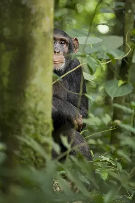 Framed Print : Africa, Uganda, Kibale National Park, Ngogo Chimpanzee Project Framed Print : Africa, Uganda, Kibale National Park, Ngogo Chimpanzee Project