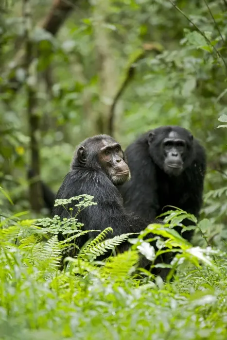 Framed Print : Africa, Uganda, Kibale National Park, Ngogo Chimpanzee Project Framed Print : Africa, Uganda, Kibale National Park, Ngogo Chimpanzee Project