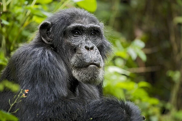 Africa, Uganda, Kibale National Park, Ngogo Chimpanzee Project. Wild chimpanzee