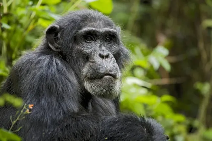 Framed Print : Africa, Uganda, Kibale National Park, Ngogo Chimpanzee Project. Wild chimpanzee Framed Print : Africa, Uganda, Kibale National Park, Ngogo Chimpanzee Project. Wild chimpanzee