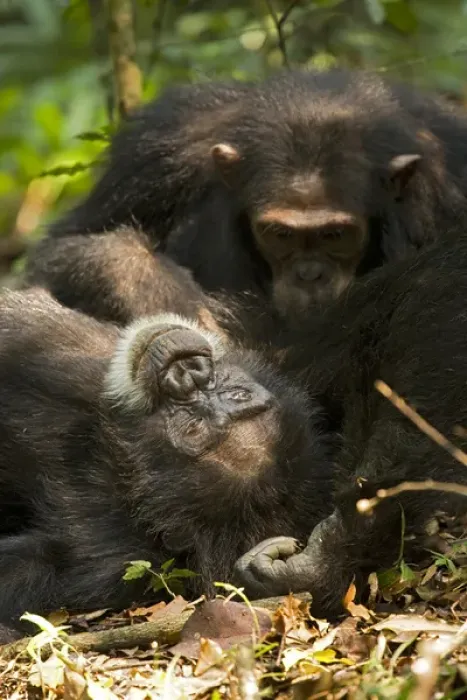 Framed Print : Africa, Uganda, Kibale National Park, Ngogo Chimpanzee Project Framed Print : Africa, Uganda, Kibale National Park, Ngogo Chimpanzee Project