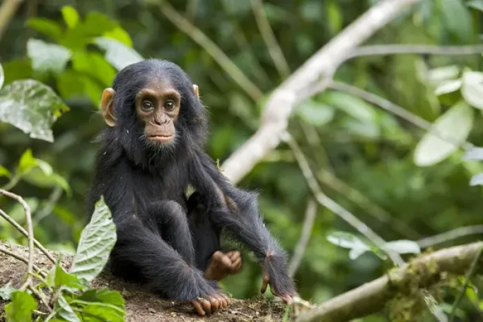 Framed Print : Africa, Uganda, Kibale National Park, Ngogo Chimpanzee Project